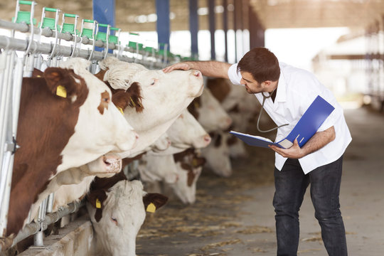 cow-services-img